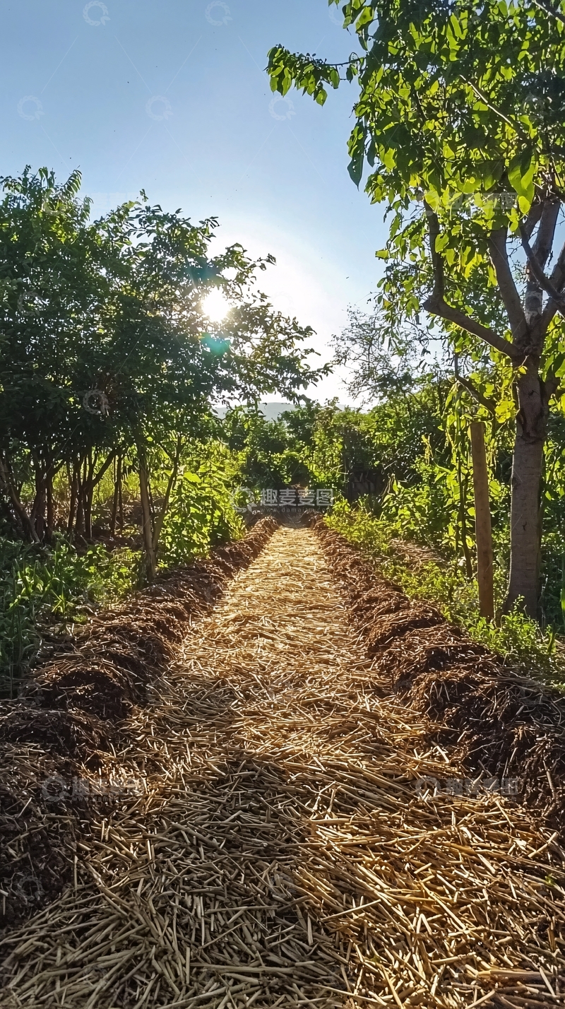 高清大图下载【趣麦麦图】阳光洒在田间小路上