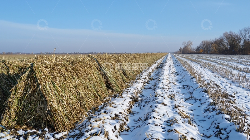 高清大图下载【趣麦麦图】冬季田野玉米秸秆