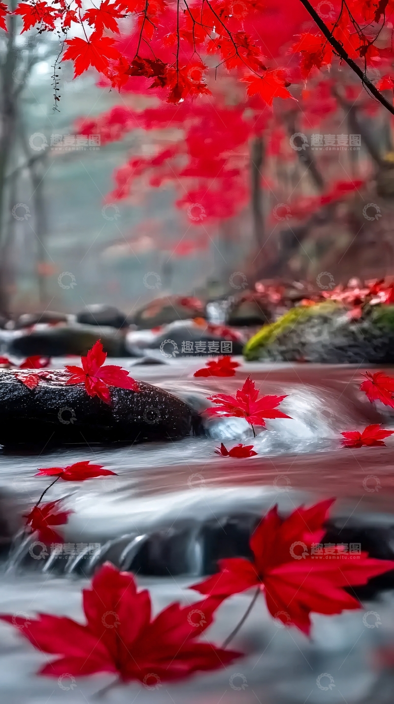 高清大图下载【趣麦麦图】红枫叶流水溪流