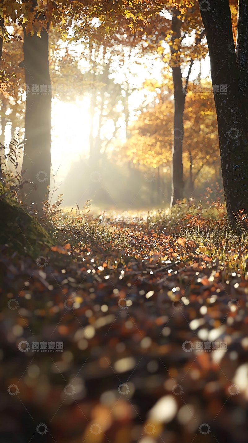 高清大图下载【趣麦麦图】秋日森林阳光洒落