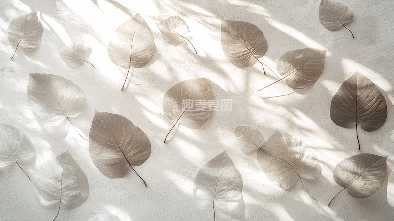 高清大图下载【趣麦麦图】阳光透过窗帘洒在干叶上