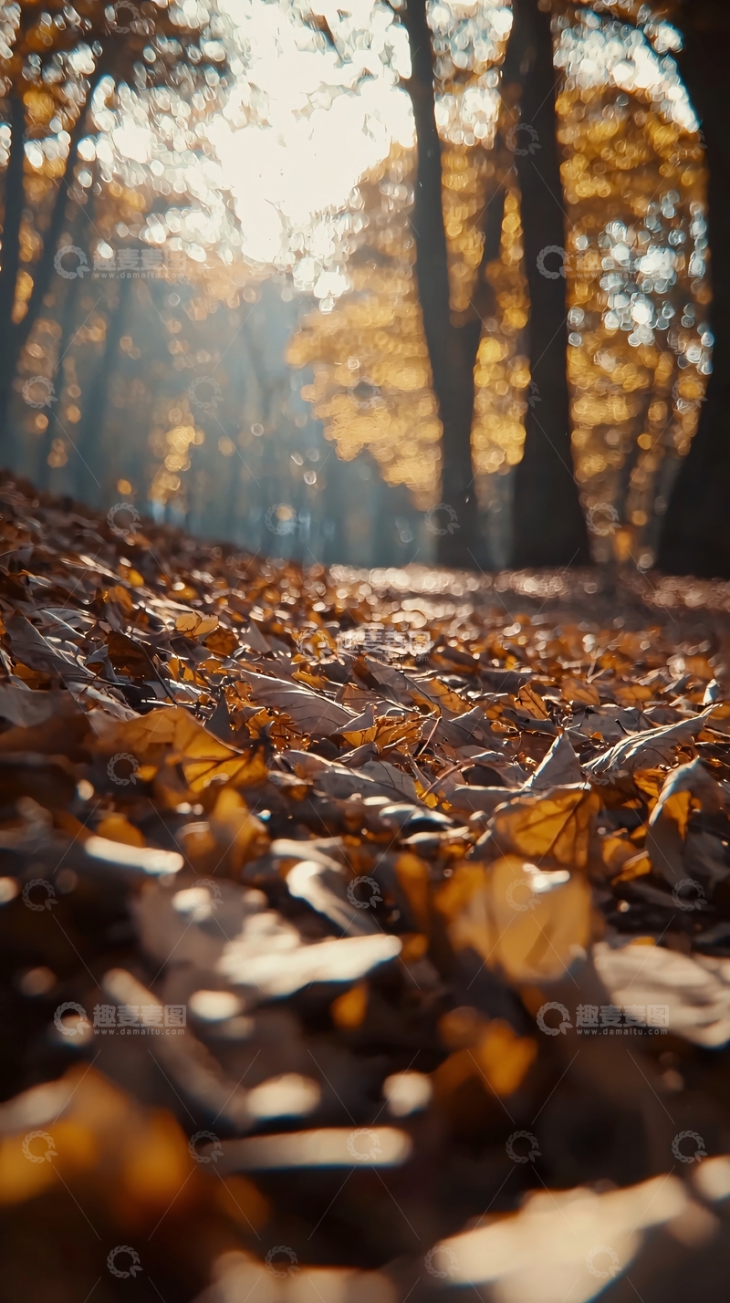 高清大图下载【趣麦麦图】秋日落叶小路阳光