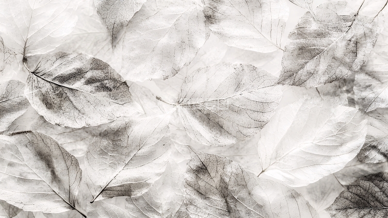 高清大图下载【趣麦麦图】黑白树叶背景