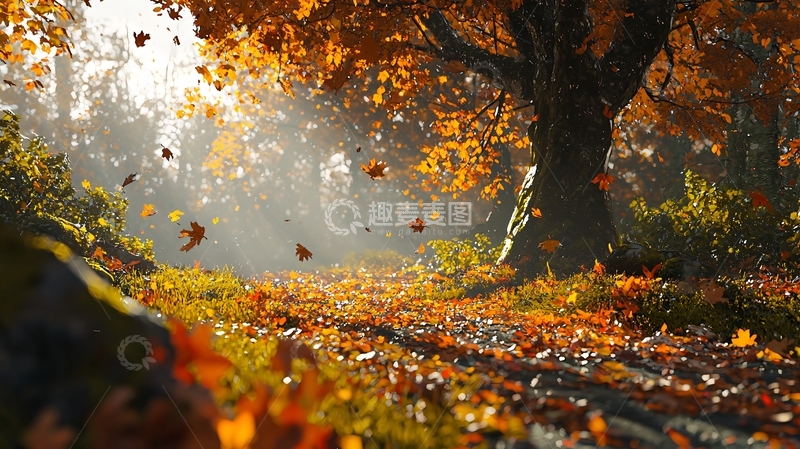 高清大图下载【趣麦麦图】秋日阳光下的落叶小路