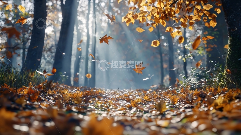 高清大图下载【趣麦麦图】阳光森林落叶小路