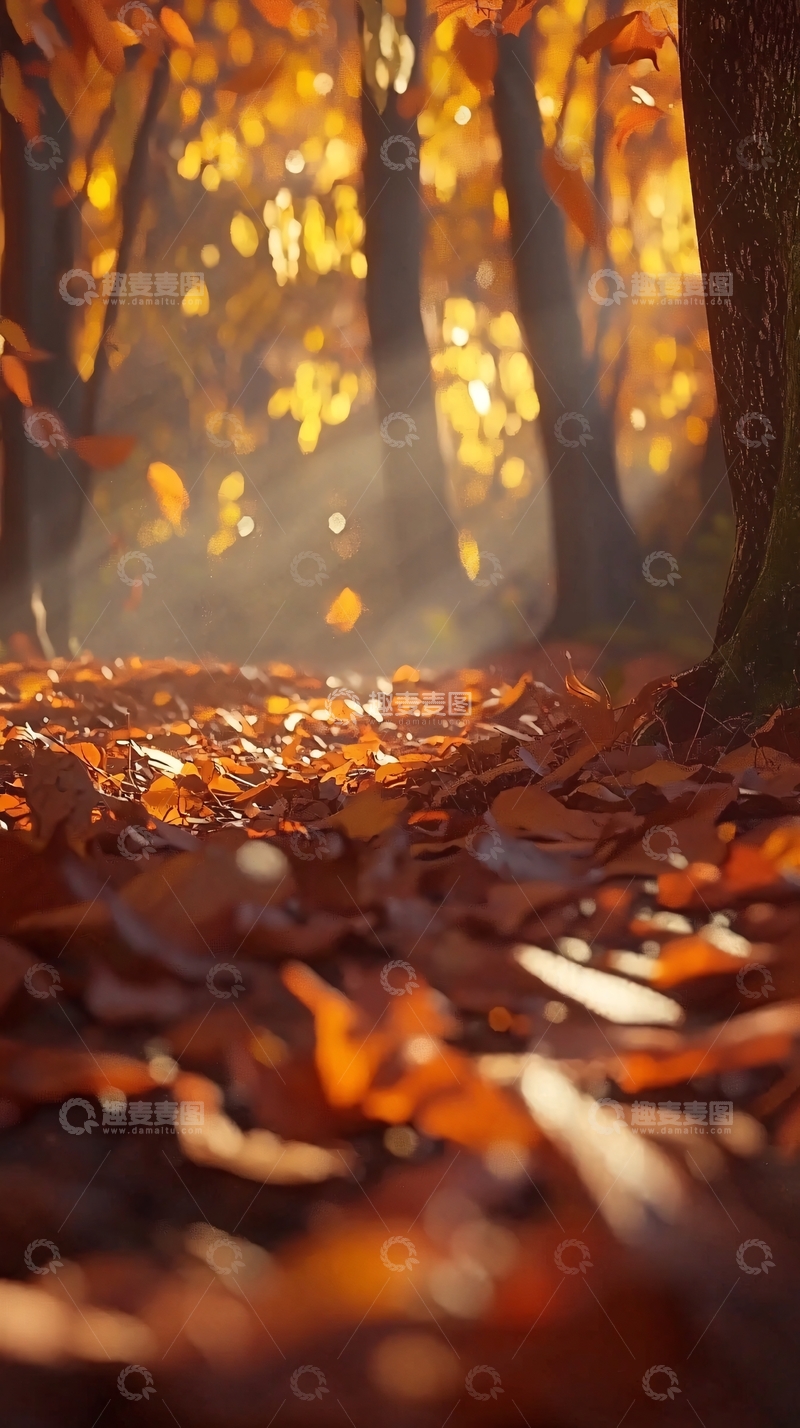 高清大图下载【趣麦麦图】秋日森林落叶地面特写