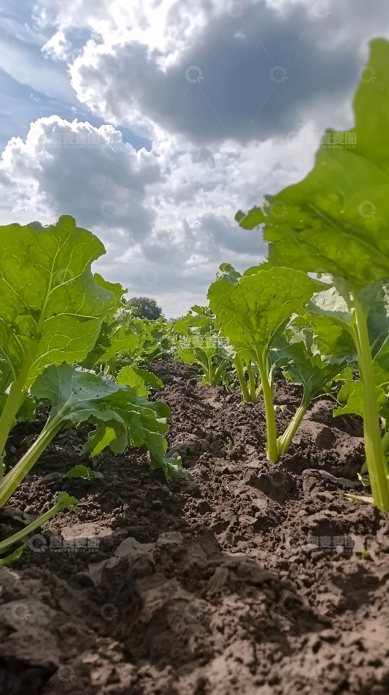 高清大图下载【趣麦麦图】田间生长的绿叶植物