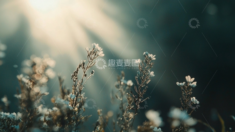 高清大图下载【趣麦麦图】阳光透过植物