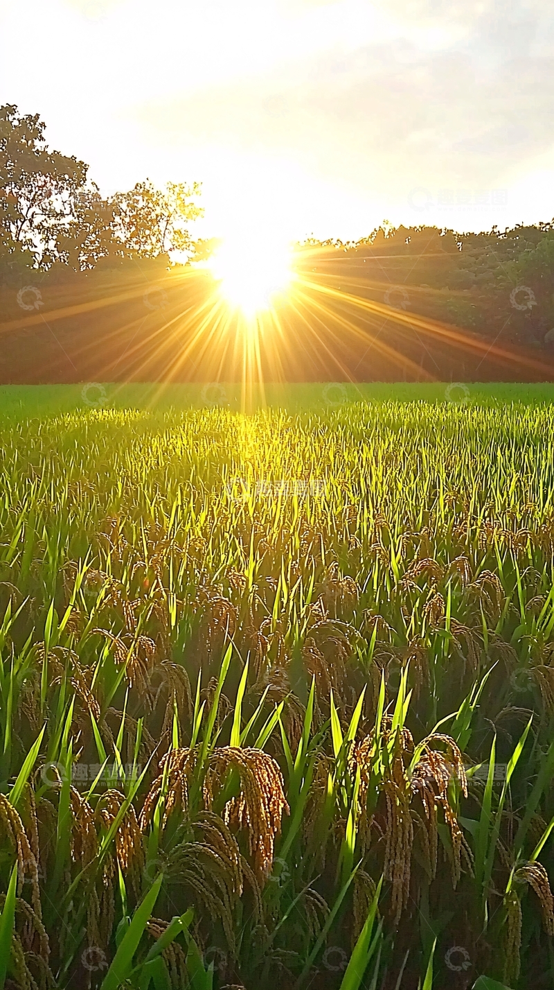 高清大图下载【趣麦麦图】日出稻田金光闪闪