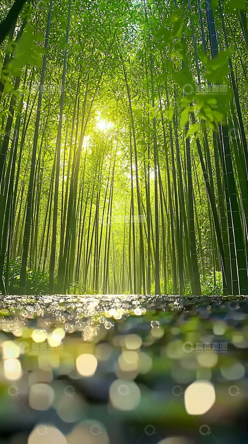 高清大图下载【趣麦麦图】阳光透过竹林