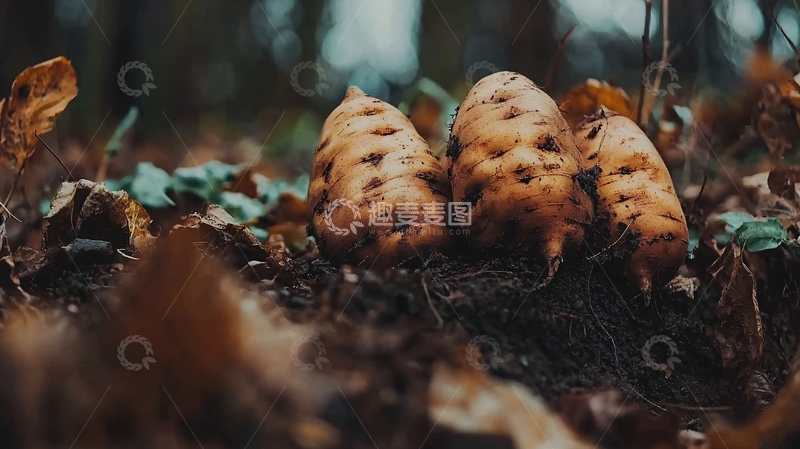 高清大图下载【趣麦麦图】泥土中三个土豆