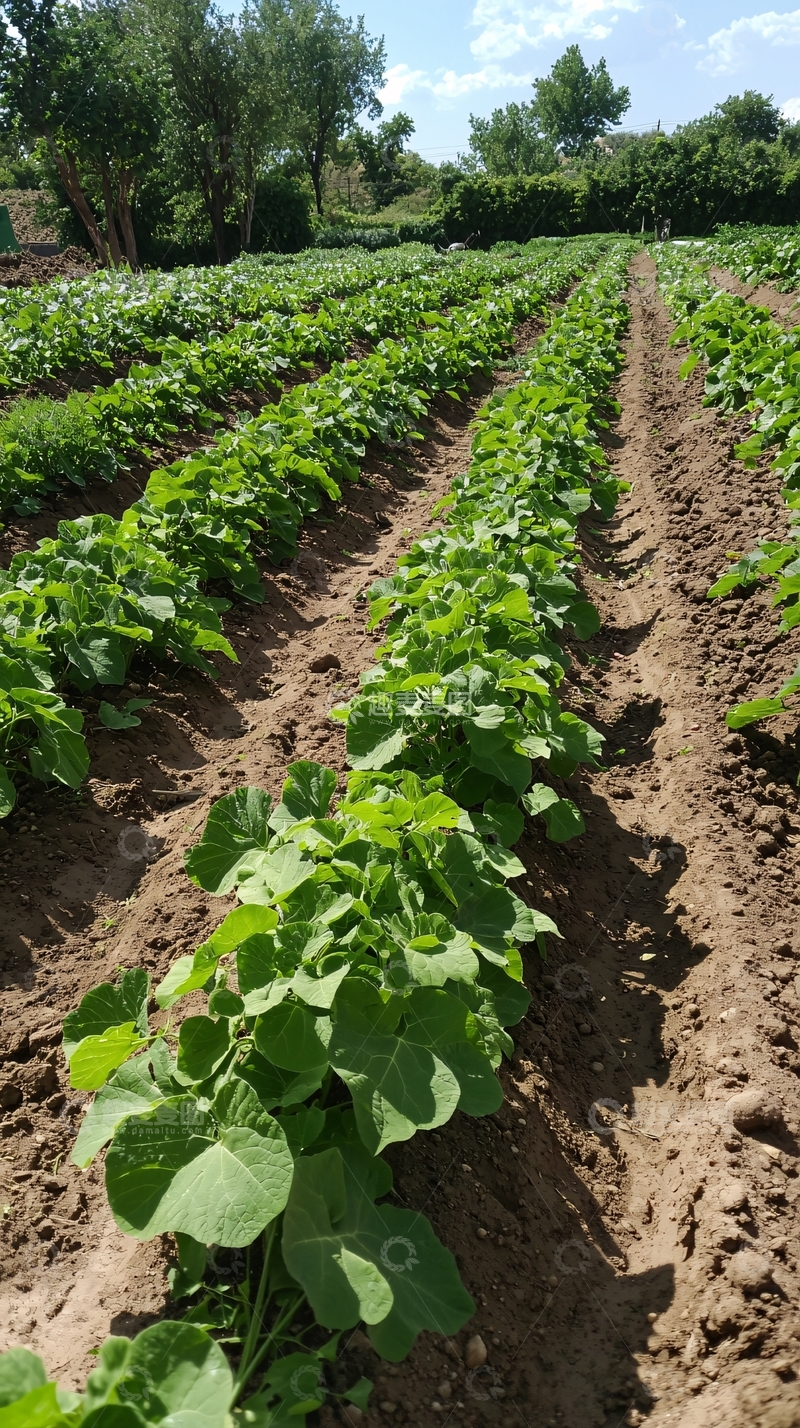 高清大图下载【趣麦麦图】田间作物种植