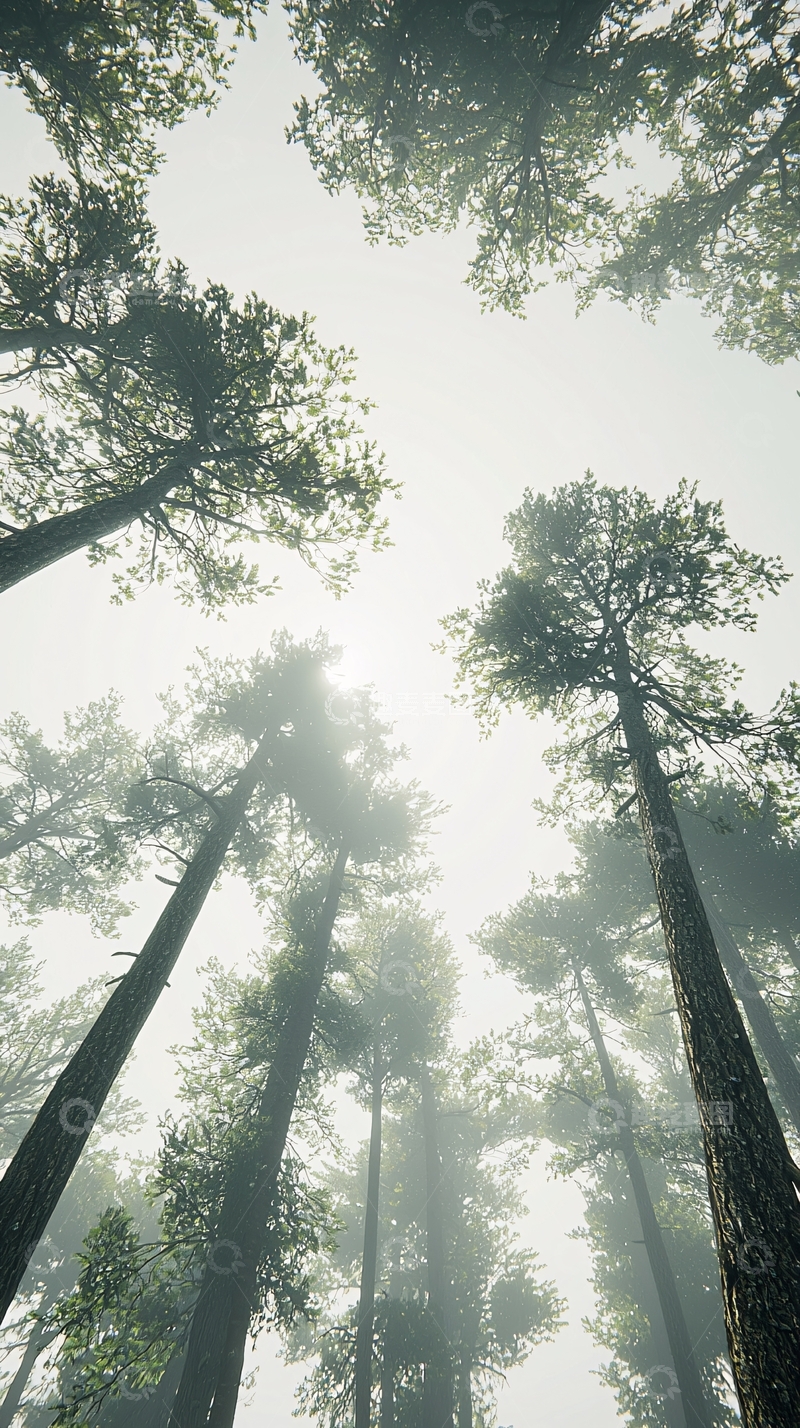 高清大图下载【趣麦麦图】仰望雾中高耸的树木
