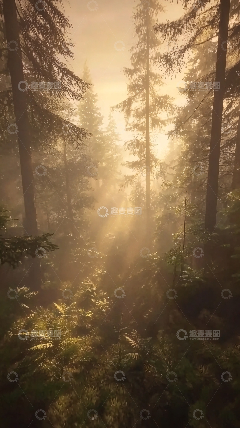 高清大图下载【趣麦麦图】雾气森林金色阳光