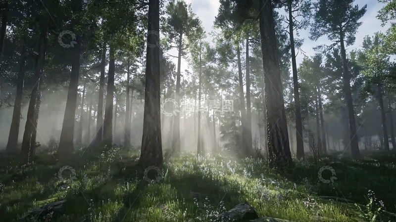 高清大图下载【趣麦麦图】阳光透过森林雾气