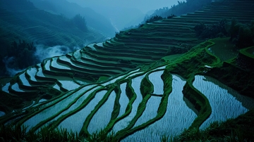 朦胧雨雾中的梯田