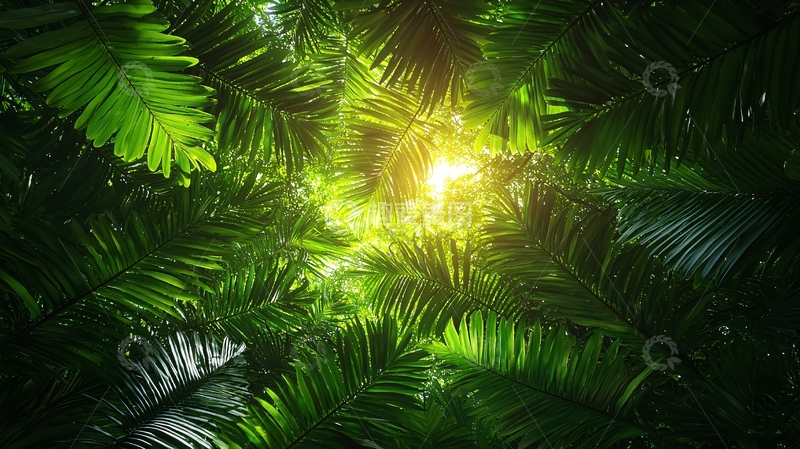 高清大图下载【趣麦麦图】茂密的绿色树叶阳光