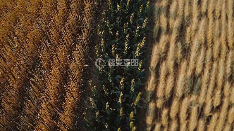 高清大图下载【趣麦麦图】高空俯瞰麦田玉米田