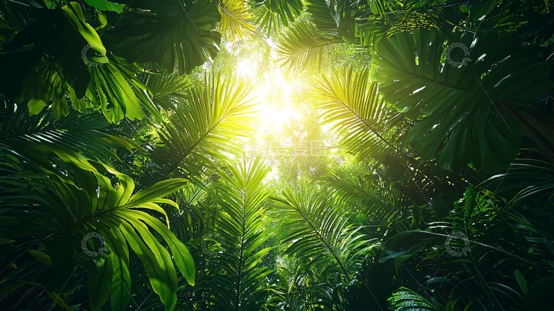 高清大图下载【趣麦麦图】热带雨林阳光透过树叶