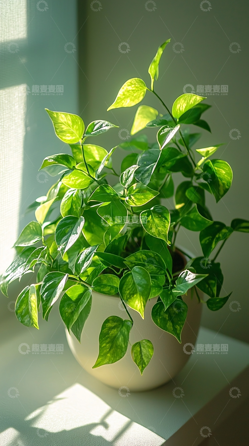 高清大图下载【趣麦麦图】阳光下的绿萝盆栽