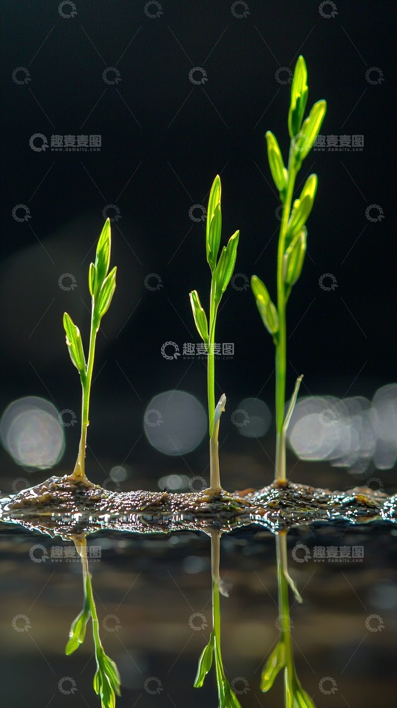 高清大图下载【趣麦麦图】黑暗背景下嫩芽生长