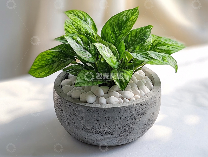 高清大图下载【趣麦麦图】绿叶盆栽在灰色花盆里