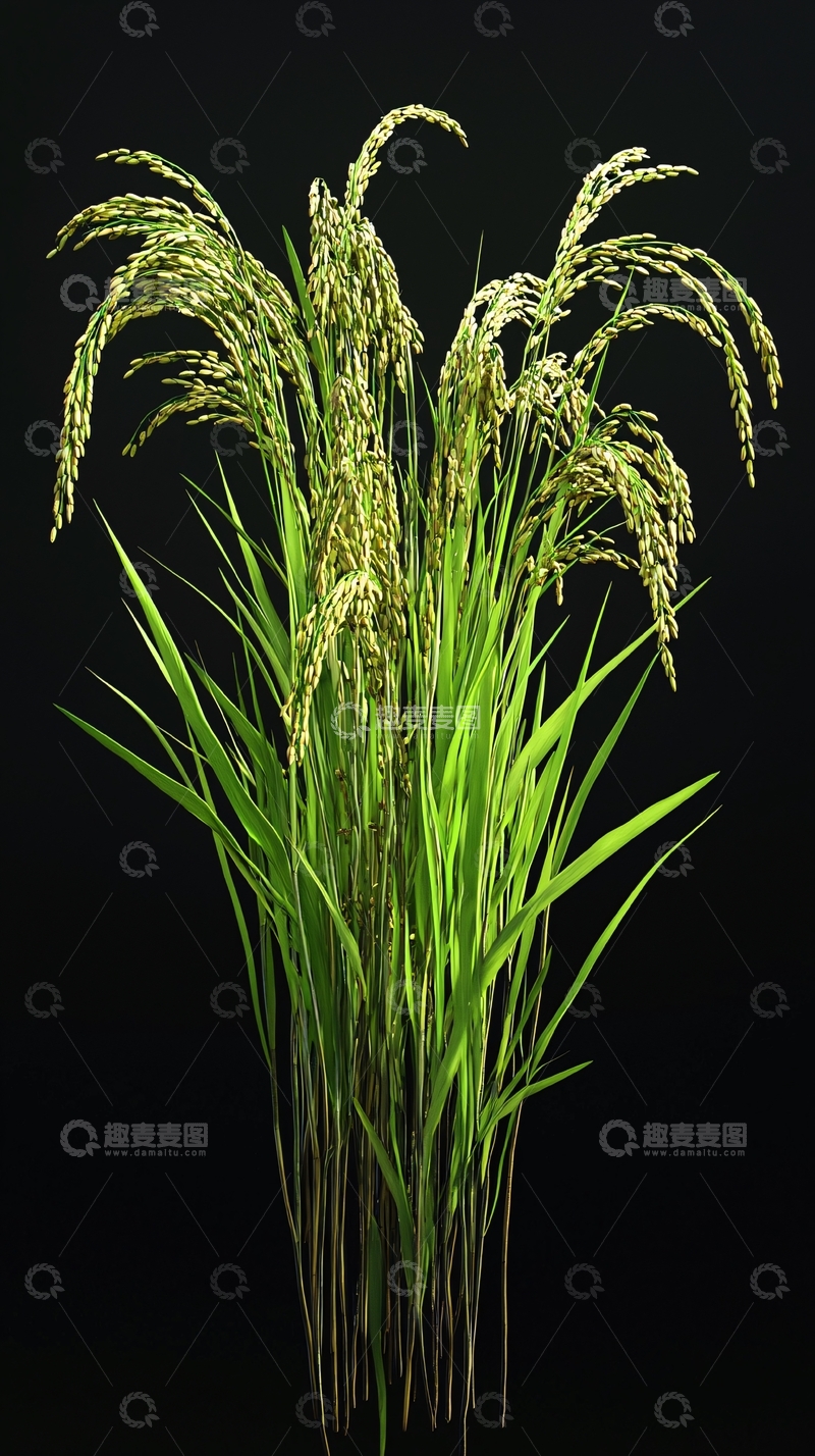 高清大图下载【趣麦麦图】黑底背景下的稻穗特写