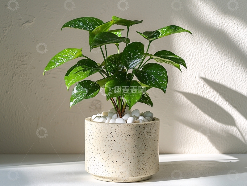 高清大图下载【趣麦麦图】小型盆栽绿植在白色花盆里
