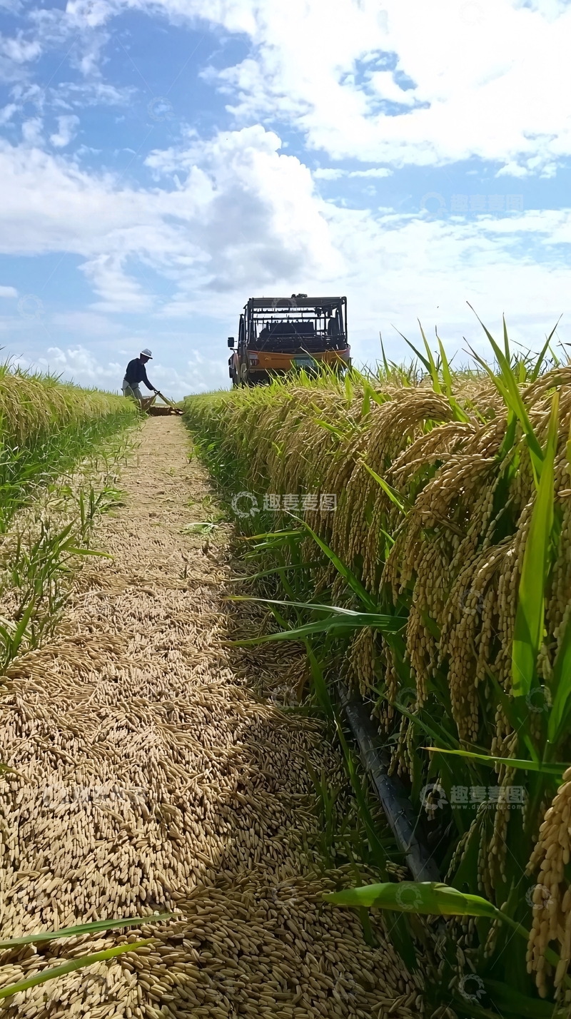 高清大图下载【趣麦麦图】稻田收割