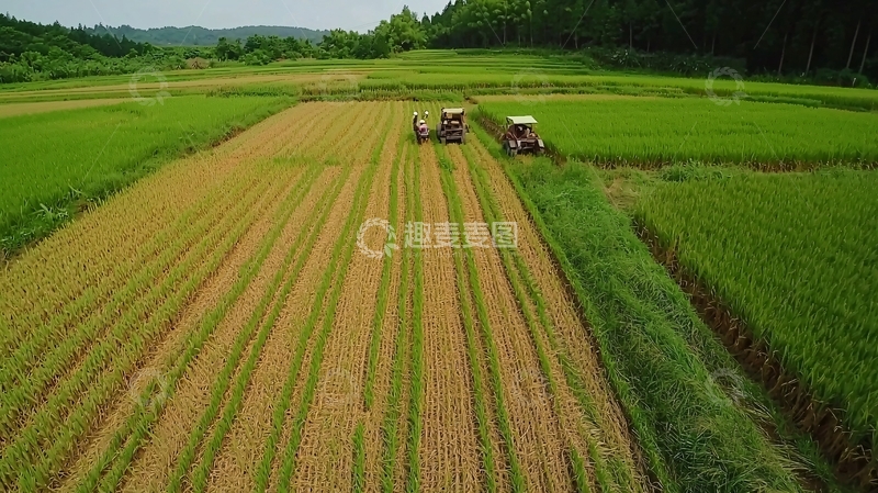 高清大图下载【趣麦麦图】稻田收割机作业