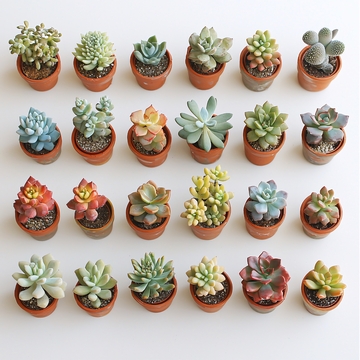 多肉植物组合盆栽