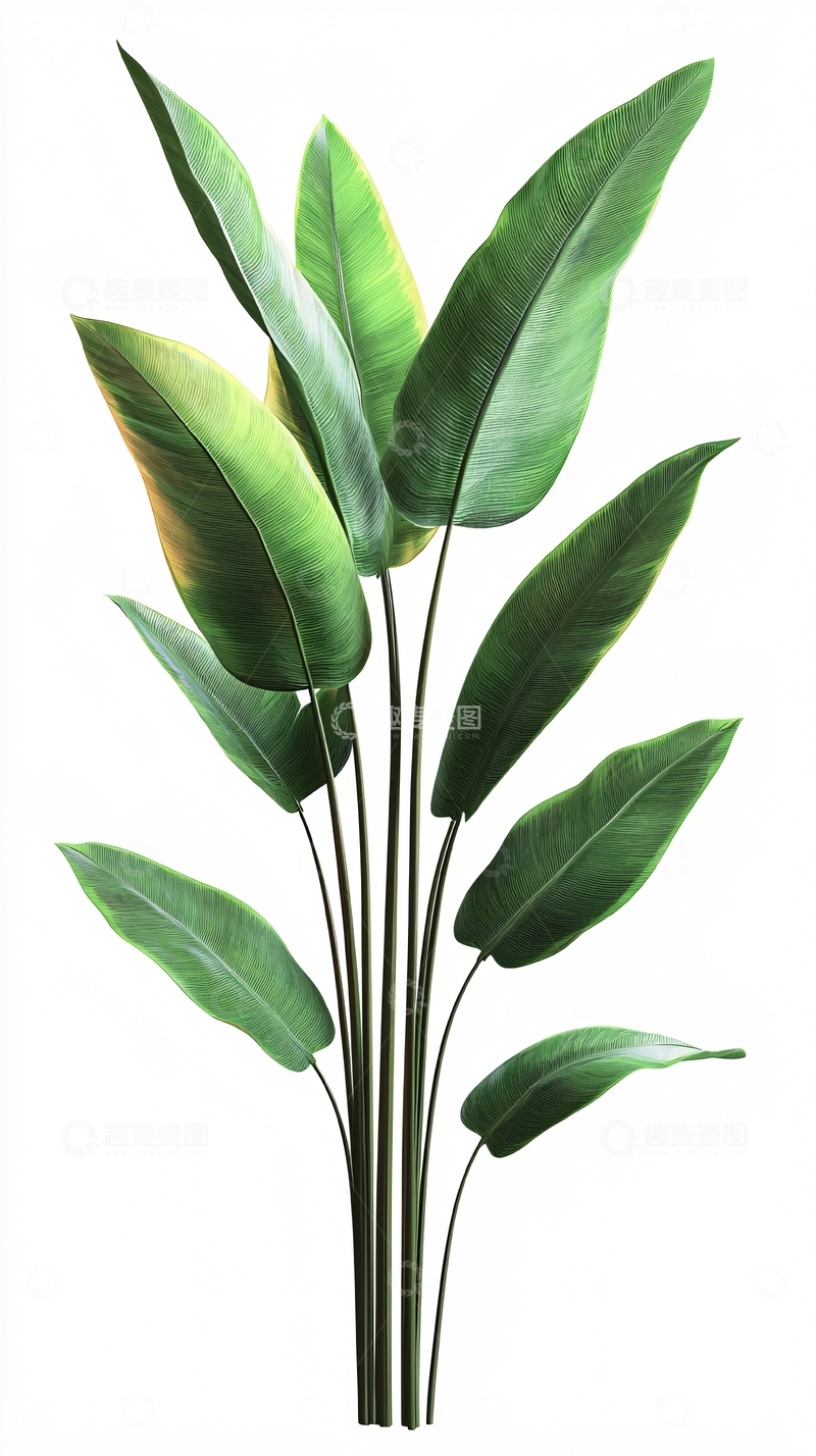 高清大图下载【趣麦麦图】绿叶植物