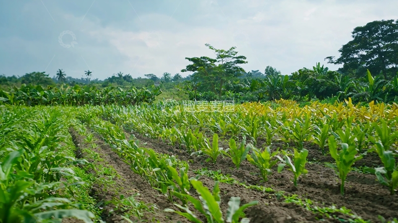 高清大图下载【趣麦麦图】绿色田园风光