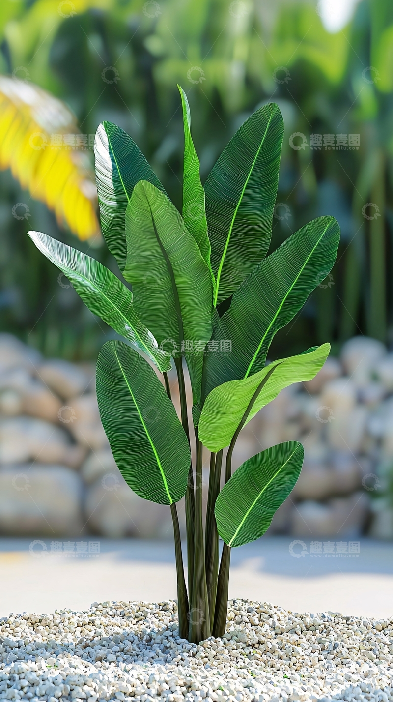 高清大图下载【趣麦麦图】绿植盆栽