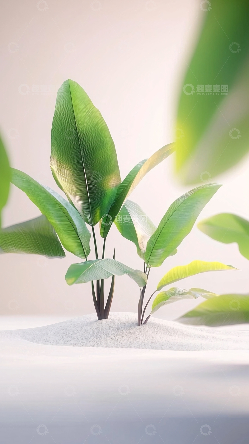 高清大图下载【趣麦麦图】极简风格绿植高清图片