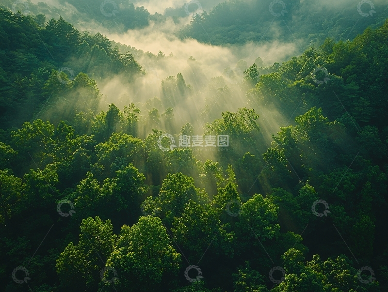高清大图下载【趣麦麦图】阳光穿过森林的迷雾