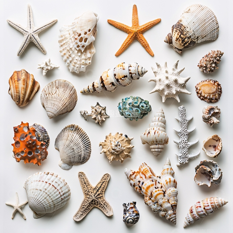 高清大图下载【趣麦麦图】白色背景上各种贝壳和海星
