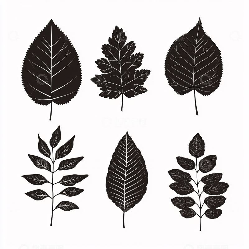 高清大图下载【趣麦麦图】黑色剪影树叶素材