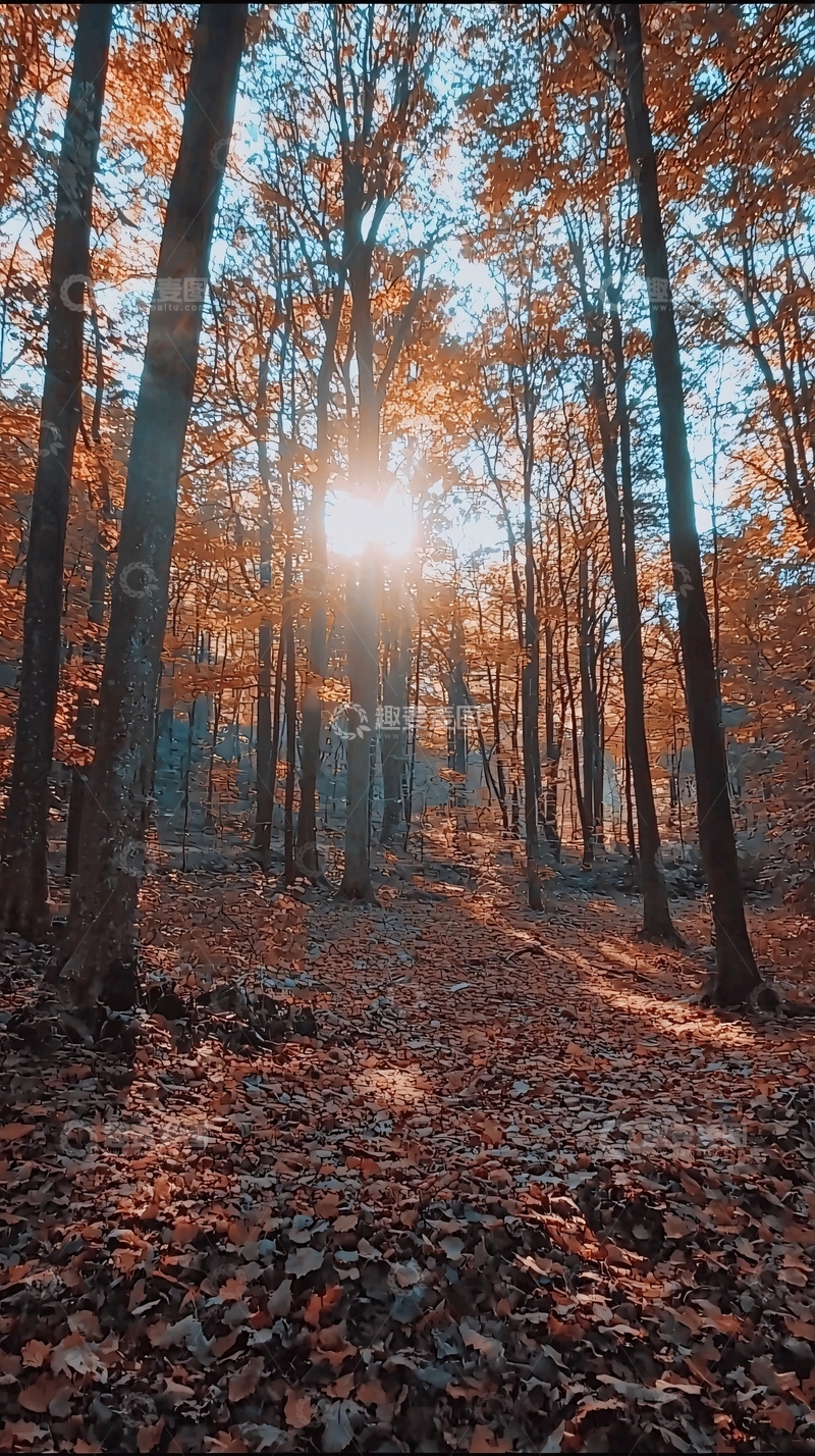 高清大图下载【趣麦麦图】秋日森林阳光透过树林