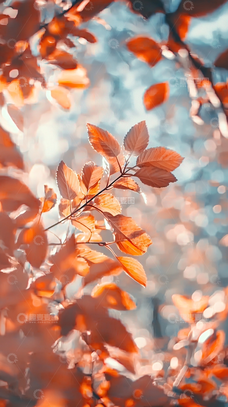 高清大图下载【趣麦麦图】橙色树叶