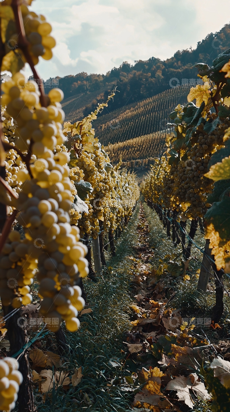 高清大图下载【趣麦麦图】葡萄园秋景