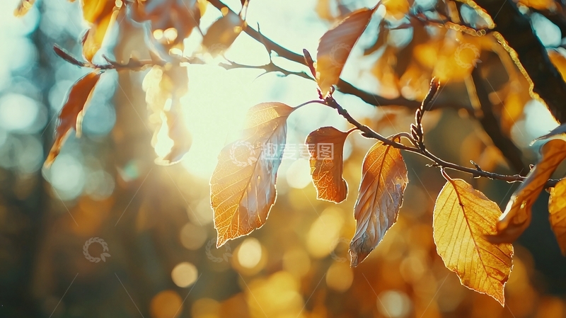 高清大图下载【趣麦麦图】-秋日阳光透过树叶