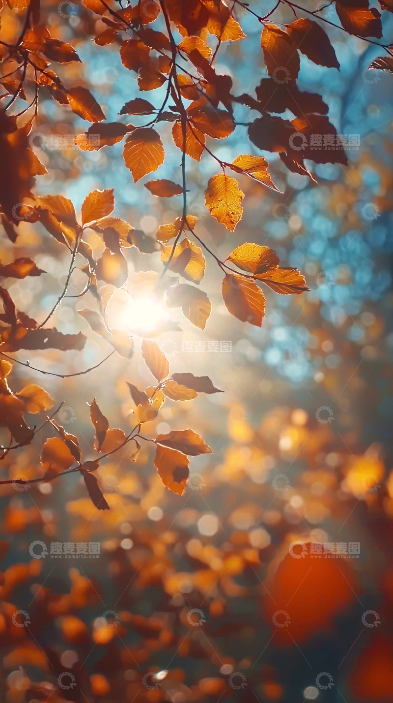 高清大图下载【趣麦麦图】秋日暖阳透过树叶