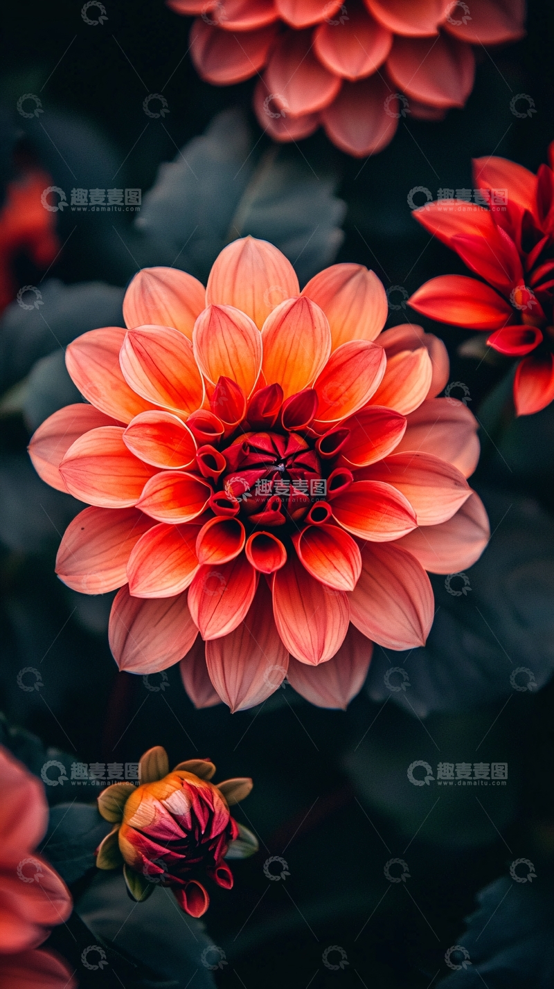 高清大图下载【趣麦麦图】珊瑚色大丽花特写
