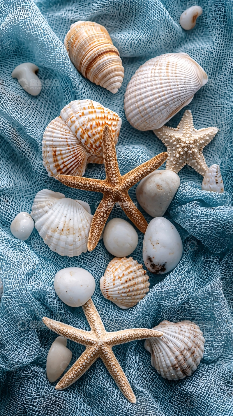 高清大图下载【趣麦麦图】贝壳海星的清新特写