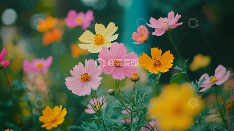 高清大图下载【趣麦麦图】彩色波斯菊花田