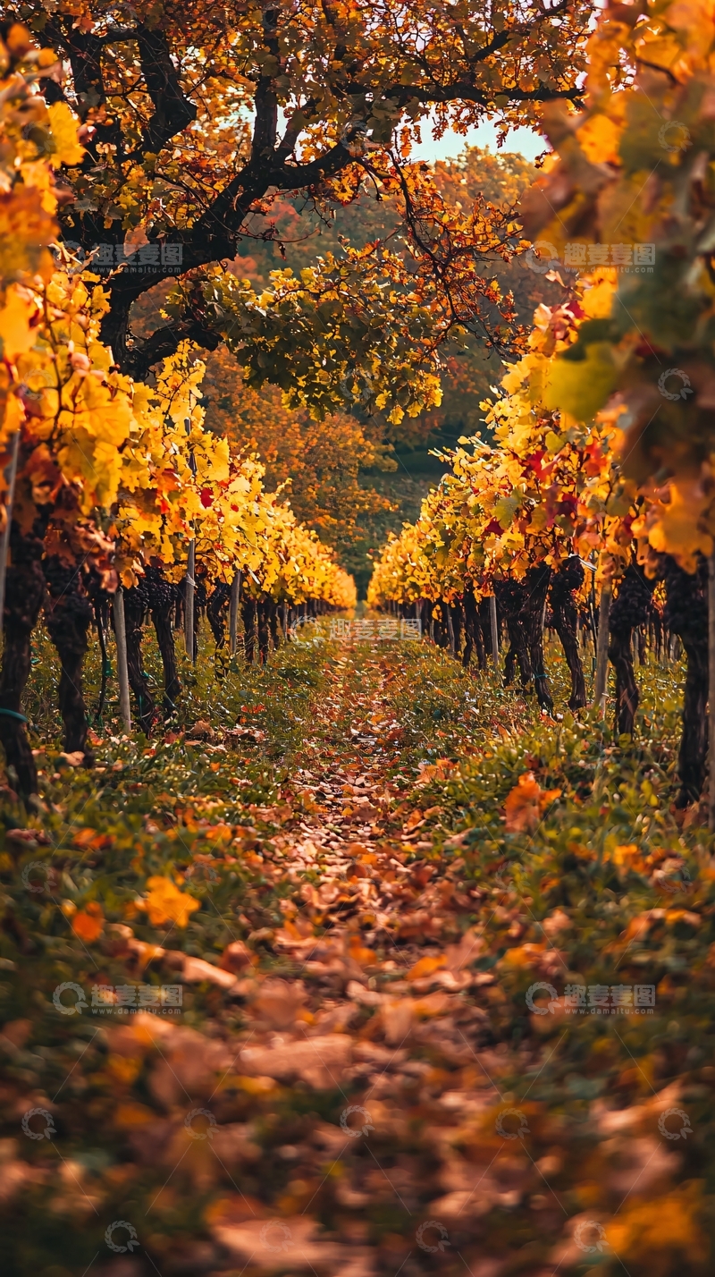 高清大图下载【趣麦麦图】秋日葡萄园小路