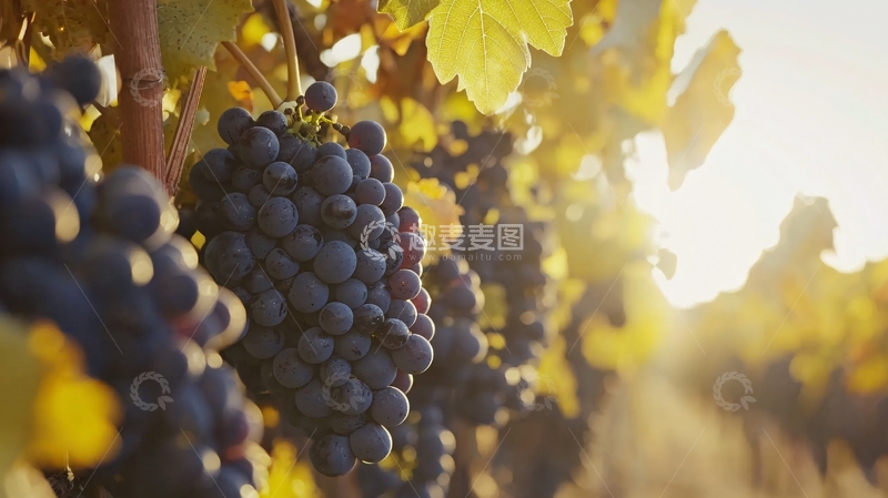 高清大图下载【趣麦麦图】阳光下的成熟葡萄