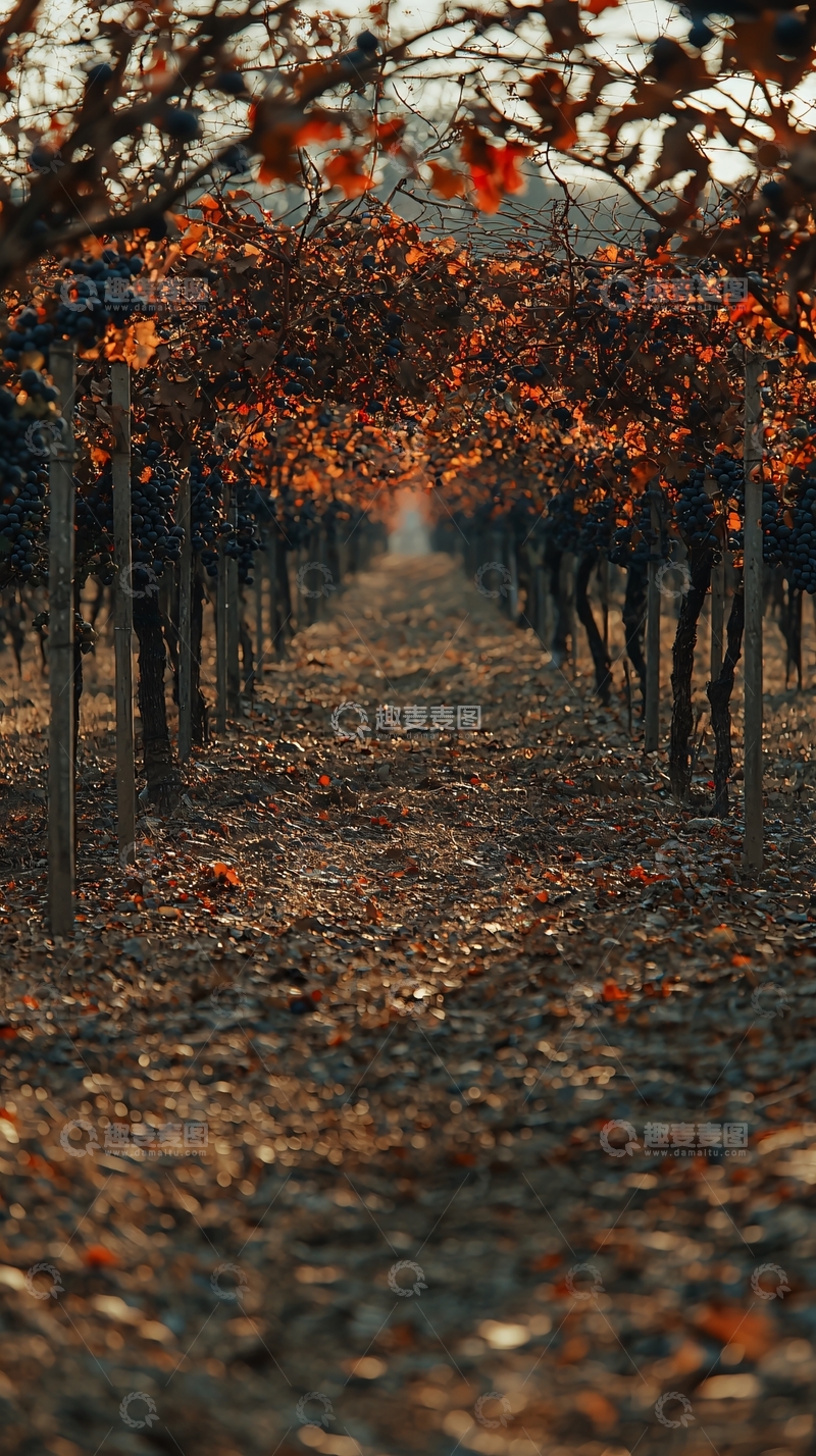 高清大图下载【趣麦麦图】秋日葡萄园小路