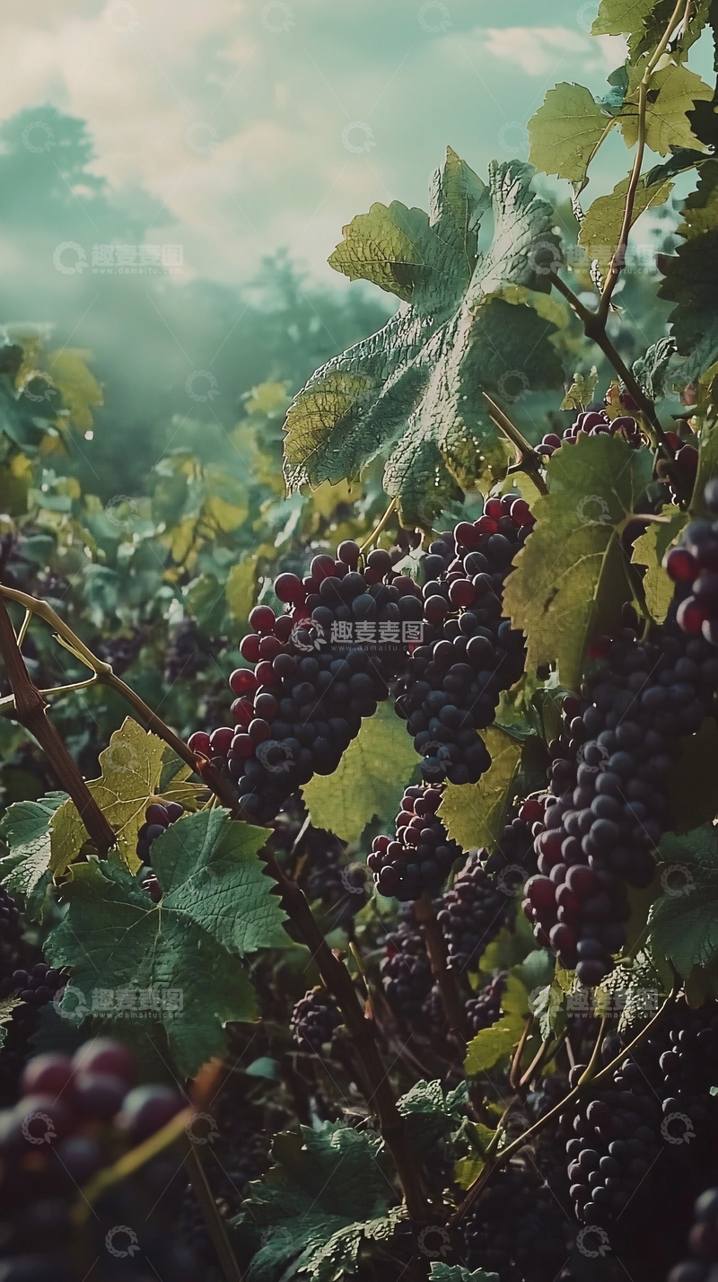 高清大图下载【趣麦麦图】阳光下的紫葡萄藤